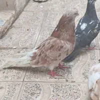 کبوتر سرور چشم نوک سفید