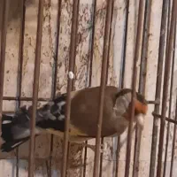 سره جفت قناری