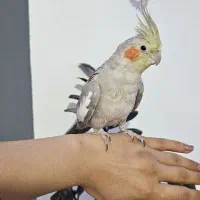 عروس هلندی|پرنده|نوشهر, |دیوار