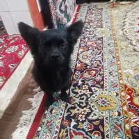 پاکوتاه مشکی زغالی خارجی نر کمیاب دم فر رنگ سرخ