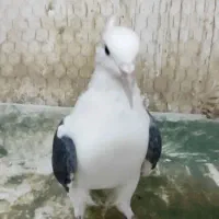 پشت کاکلی نر|پرنده|فرح دشت, |دیوار