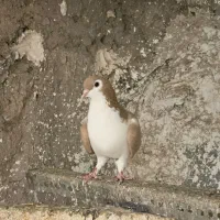 کبوتر ساده ماده