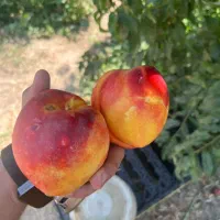 باغ باغچه ۱۸۰ متری در باباسلمان شهریار قدس
