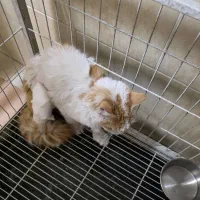 واگذاری رایگان|گربه|کرج, جهان‌شهر|دیوار