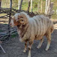 یک راس گوسفند نر بفروش میرسد|حیوانات مزرعه|دیلمان, |دیوار