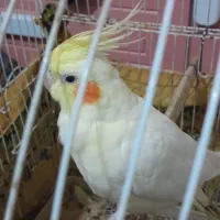 عروس هلندی|پرنده|سراوان, |دیوار