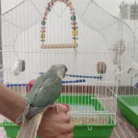 طوطی گرینچیک سخنگو|پرنده|کرمان, |دیوار