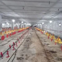فروش-مرغداری-100هزارتایی