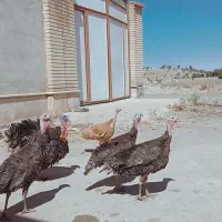 بوقلمون وطوقی پشت دار