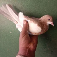 چپ زرد ماده بی عیب|پرنده|شیراز, محمدیه|دیوار