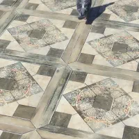 کبوتر|پرنده|شادگان, |دیوار