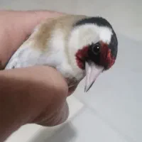 سهره سر سیاه