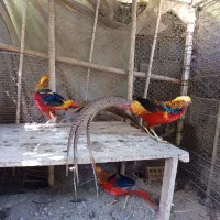 پرنده زیبا