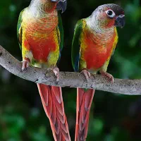 طوطی گرینچیک