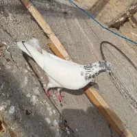 کفتر گرفتی|پرنده|نسیم‌شهر, |دیوار