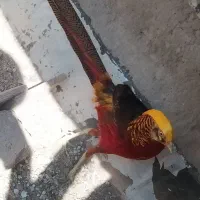 مرغ وخروس زینتی|پرنده|الوند, |دیوار