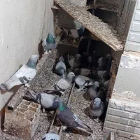 کبوتر ترکیه مثل شیر