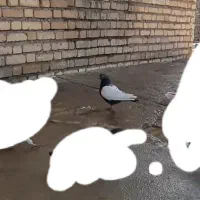 کبوتر سروته|پرنده|کرمانشاه, |دیوار