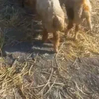 گوسفند
