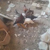 هشت عدد توتک گلین اصل|پرنده|خمینی‌شهر, |دیوار