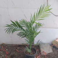 گل و گیاه شامادورا