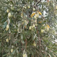فروش زیتون خانگی