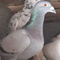 کبوترکفتر|پرنده|آشخانه, |دیوار