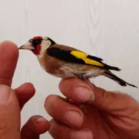 سیره باغی دوماه قفس|پرنده|کرمانشاه, |دیوار