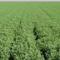 فروش یونجه انباری