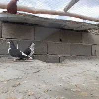 چپ سیاه ساده سیاه