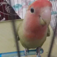 طوطی برزیلی نر و ماده|پرنده|نهاوند, |دیوار