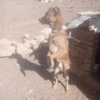 سگ واسه باغ