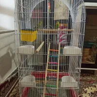 فروش مرغ عشق و فنچ بنگالی