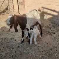 بز سانن وپاکستانی زاییده شیرمست|حیوانات مزرعه|نیمبلوک, |دیوار