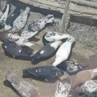 کفتر|پرنده|تربتحیدریه, بیمارستان رازی|دیوار