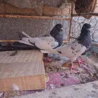 سینه ای یه سر شال|پرنده|شهرکرد, |دیوار