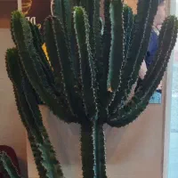 گل کاکتوس افوربیا اینگنس