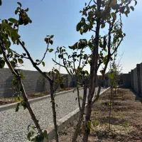 باغچه چسب بافت|فروش زمین و ملک کلنگی|اسلامشهر, شهرک محمدیه|دیوار