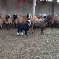 میش و بره و میش جوان آبستن|حیوانات مزرعه|نورآباد, |دیوار