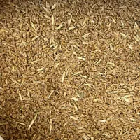 گندم چمران ۲