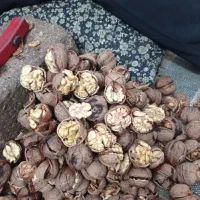 خریدار گردو|خدمات باغبانی و درختکاری|بجنورد, |دیوار