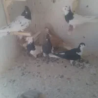 ماده رنگه