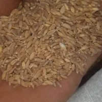 گندم سرخ