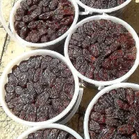 خرمای کبکاب اصل