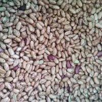لوبیا چیتی درجه یک و پزو