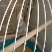 فروش عروس هلندی .|پرنده|کهک, |دیوار