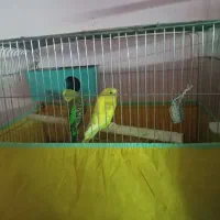 جفت مرغ عشق و عروس هلندی|پرنده|یزد, |دیوار