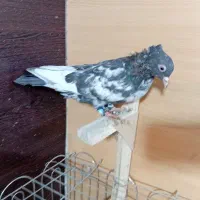 کبوتر یا کفتر شهری بهبونی|پرنده|شیراز, شیخ علی چوپان|دیوار