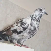 کبوتر شمرونی خرمایی و پاکستانی