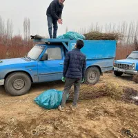 پیشفروش نهال گردو خوشه ای|خدمات باغبانی و درختکاری|انزل, |دیوار